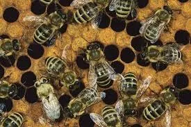 Nature Cure All Natural Bee Caps - 120CT Bottle